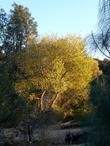 Populus fremontii,  Zapata Fremont Cottonwood tree with fall color - grid24_24