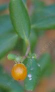 The birds ate most of the berry clusters, but here is a berry.