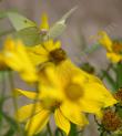 An Orange Sulfur coming in for a landing on a Bidens flower. - grid24_24