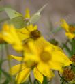 An Orange Sulfur coming in for a landing on a Bidens flower.