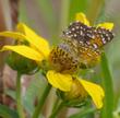 This little butterfly worked every flower on this plant, spent hours, even days on the flowers. - grid24_24