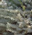 Artemisia Canyon Gray and Buckwheat go well together.