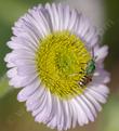 This green Sweat Bee is beautiful against the lavender of Seaside daisy
