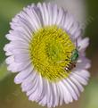 This green Sweat Bee is beautiful against the lavender of Seaside daisy