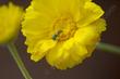 A ultra-green sweat bee, Agapostemon-texanus, on the Desert marigold - grid24_24