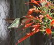 Anna Hummingbird on a Zauschneria latifolia johnstonii, California fuchsia 