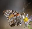 Painted Lady Butterfly, Vanessa cardui on a Aster chilensis