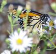 A Monarch working Aster chilensis flowers in one of our 90 degree November days.