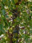 Vitis californica, California Grape with grapes.