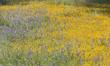 Field lupines and Goldfieilds are common wildflowers in the central oak woodland. These little annuals act to hold the system together until the shrubs and trees can file in. They are the first level of section.