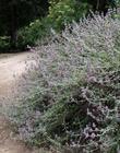 Purple Sage, Salvia leucophylla as a 30 year old bush. - grid24_24