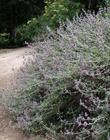 Purple Sage, Salvia leucophylla as a 30 year old bush.