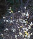 Snowberries in winter. - grid24_24