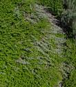 A mixture of  Eriogonum parvifolium, Cliff Buckwheat  and Baccharis Pigeon Pt growing on a coastal bluff.Because of the wind, the native plants are flat.