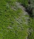 A mixture of  Eriogonum parvifolium, Cliff Buckwheat  and Baccharis Pigeon Pt growing on a coastal bluff.Because of the wind, the native plants are flat. - grid24_24