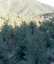 Single-leaf Pinyon, Pinus monophylla growing in a forest in the Southern Sierras