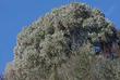 Big berry manzanita, Arctostaphylos glauca in chaparral with Chamise