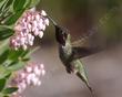 Anna Hummingbird on the flower of Ian Bush Manzanita - grid24_24