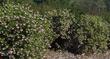 Arctostaphylos manzanita, Austin Griffiths, makes a very good eight foot or so hedge