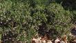 Arctostaphylos densiflora Sentinel   Manzanita makes a decent four foot high hedge.
