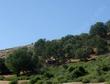 A Quercus alvordiana woodland in the Temblor range. The trees are about 30 ft tall and wide.. - grid24_24