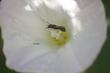Andrena bee on Calystegia macrostegia. These small little bees are very efficient native.pollinators. 