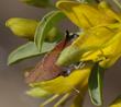 Isomeris arborea with a Brown elfin butterfly, Callophrys augustinus - grid24_24