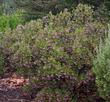 Arctostaphylos stanfordiana bakeri, Louis Edmunds Manzanita can be very showy,  particularly as a hedge or specimen. - grid24_24