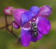 Leaf-cutter Bees, Osmiini, probably Atoposmia an associate of Penstemon spectabilis. 