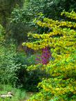 Ribes sanguineum glutinosum, Pink-Flowered Currant (wetter spot) mixed with Golden Currant,  Ribes aureum gracillimum (drier spot). - grid24_24