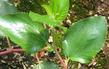 Ceanothus velutinus is a beautiful mountain lilac of northern california. - grid24_24