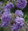 Close up of Ceanothus Blue Jeans flowers