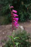 Cleveland penstemon has hot pinkish red flowers.