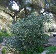 Rhus ovata, Sugar Bush in the garden. What a great hedge plant. Although it is sometimes called flammable, it is less flammable than most commonly watered garden shrubs, and it needs no water in most of Southern California, in particular Los Angeles.