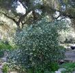 Rhus ovata, Sugar Bush in the garden. What a great hedge plant. Although it is sometimes called flammable, it is less flammable than most commonly watered garden shrubs, and it needs no water in most of Southern California, in particular Los Angeles. - grid24_24