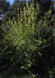 This Box Elder has nice flowers, clean foliage and a rapid growth into a small tree. - grid24_24