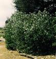 Ceanothus arboreus is not so much a tree as a really big bush.
