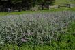 Salvia Pt. Sal on a coastal bluff by Cambria. This is an excellent ground cover for those areas with salt spray from the ocean. But it also grows fine inland. - grid24_24