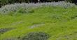Ceanothus maritimus in foreground, Salvia Pt. Sal in background, and Baccharis Pigeon Point  in the rest of the picture. This ground cover has been in place for 30 years. It gets mowed to the ground about every 10 years and has had no water except at planting.