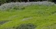 Ceanothus maritimus in foreground, Salvia Pt. Sal in background, and Baccharis Pigeon Point  in the rest of the picture. This ground cover has been in place for 30 years. It gets mowed to the ground about every 10 years and has had no water except at planting. - grid24_24