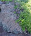 This is one of our plants that was planted 26 years ago and the salt spray pushed the Coyote Bush up on to the rock. Two inches thick.