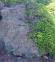 This is one of our plants that was planted 26 years ago and the salt spray pushed the Coyote Bush up on to the rock. Two inches thick. - grid24_24