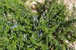 Ceanothus prostratus is a moundy ground cover  with blue flowers.