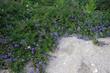 Ceanothus hearstiorum is actually quit nice little ground cover. These ground cover plants are about 6 inches tall and 8 ft. wide.