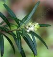 Baja California Birdbush flowers