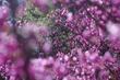 Western Redbud flowers. - grid24_24