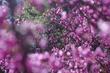 Western Redbud flowers. - grid24_24