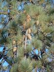 Pretty big cones on Coulter Pine
