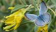 Glaucopsyche lygdamus, Silvery Blue on a Isomeris