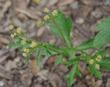 Sanicula crassicaulis, Pacific blacksnakeroot, Pacific Sanicle - grid24_24